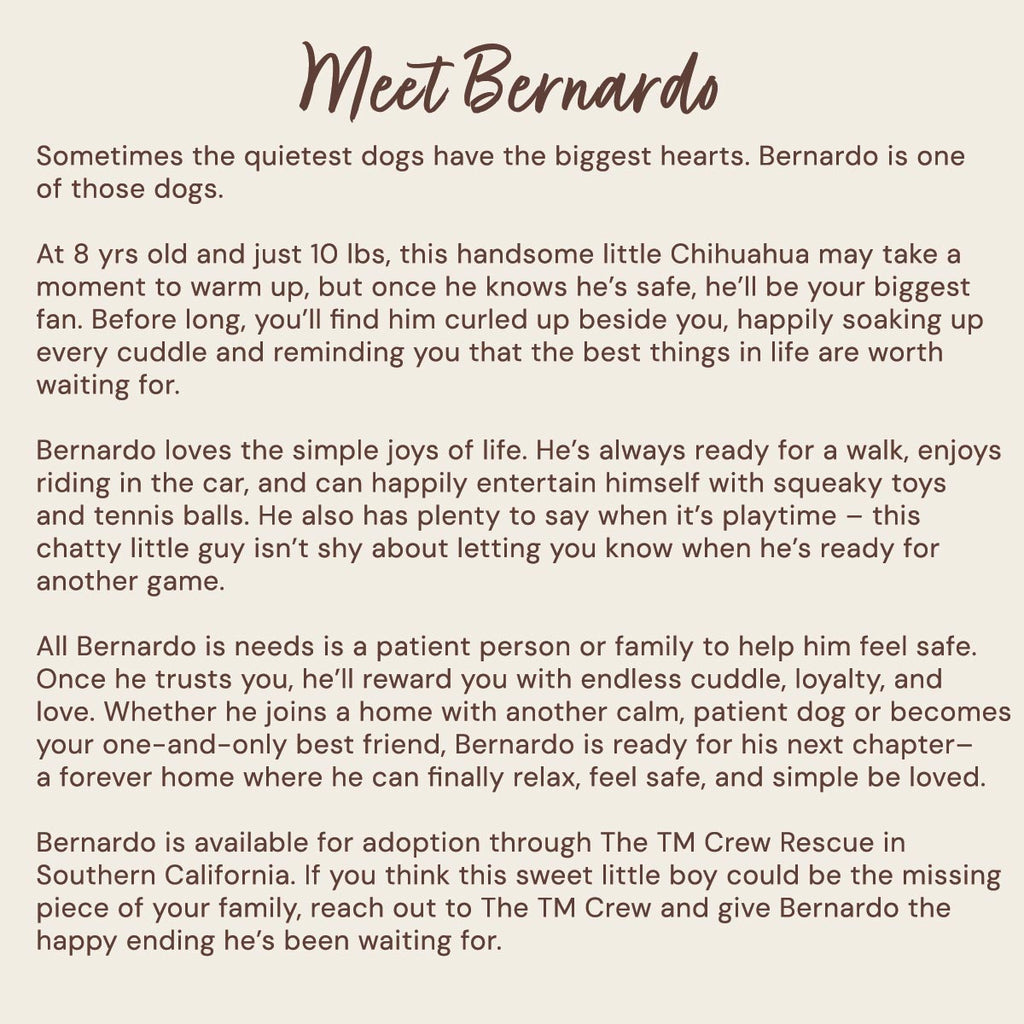 Bernardo’s bio – 8-year-old Chihuahua available for adoption through The TM Crew in Southern California.
