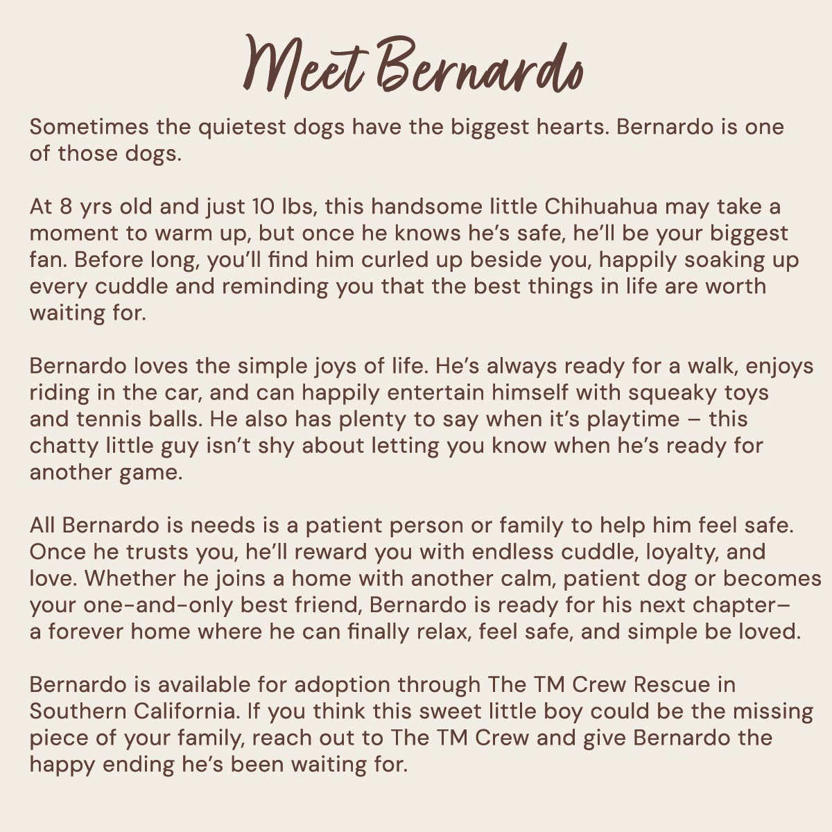 Bernardo’s bio – 8-year-old Chihuahua available for adoption through The TM Crew in Southern California.