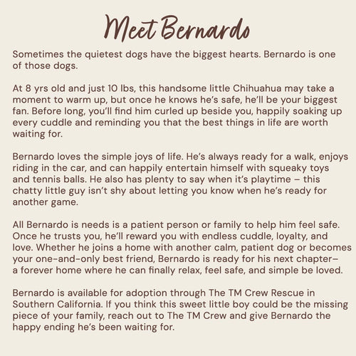 Bernardo’s bio – 8-year-old Chihuahua available for adoption through The TM Crew in Southern California.