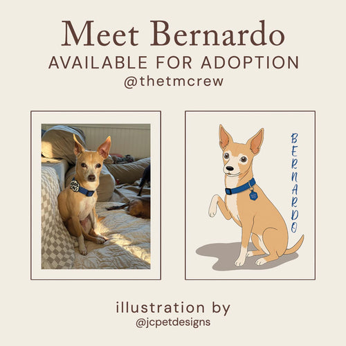 Meet Bernardo – Available for Adoption through The TM Crew. Illustration by JC Pet Designs.