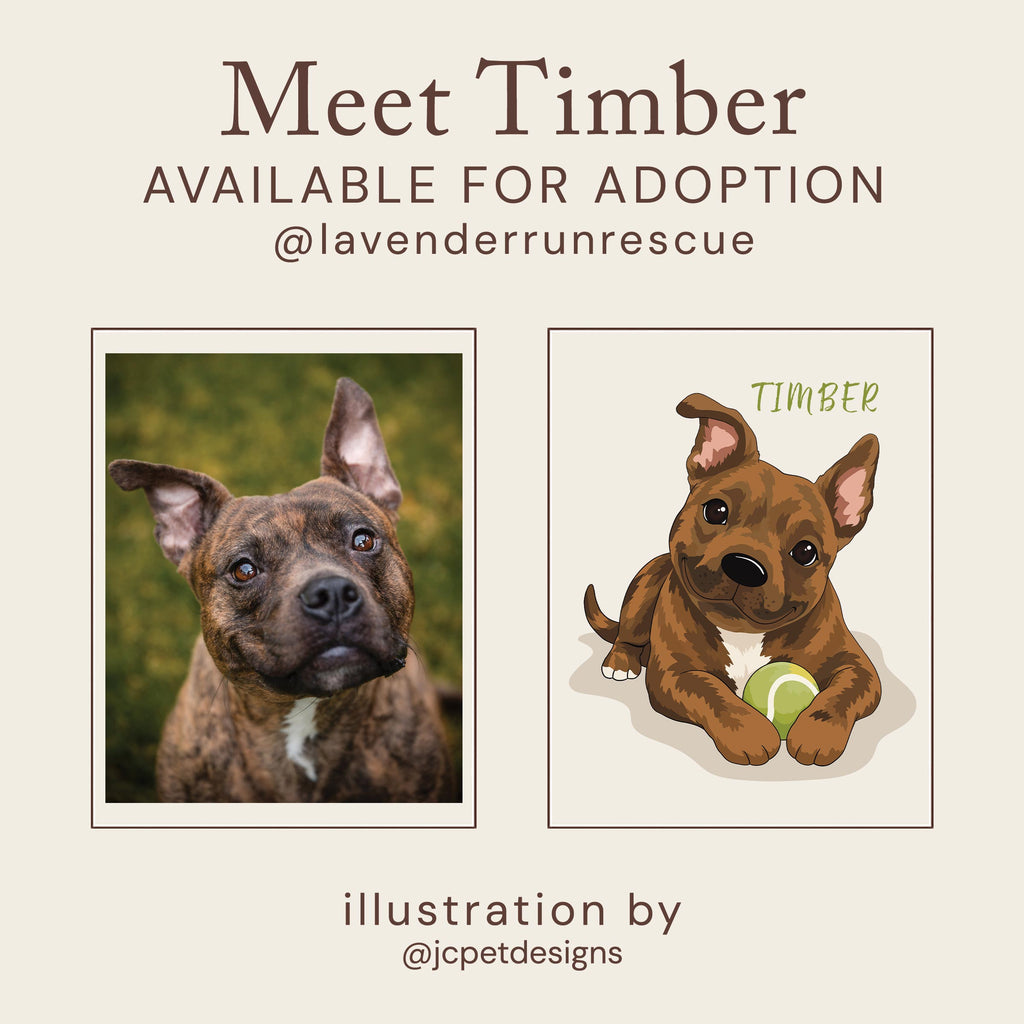 Timber – Pit Bull – AVAILABLE FOR ADOPTION