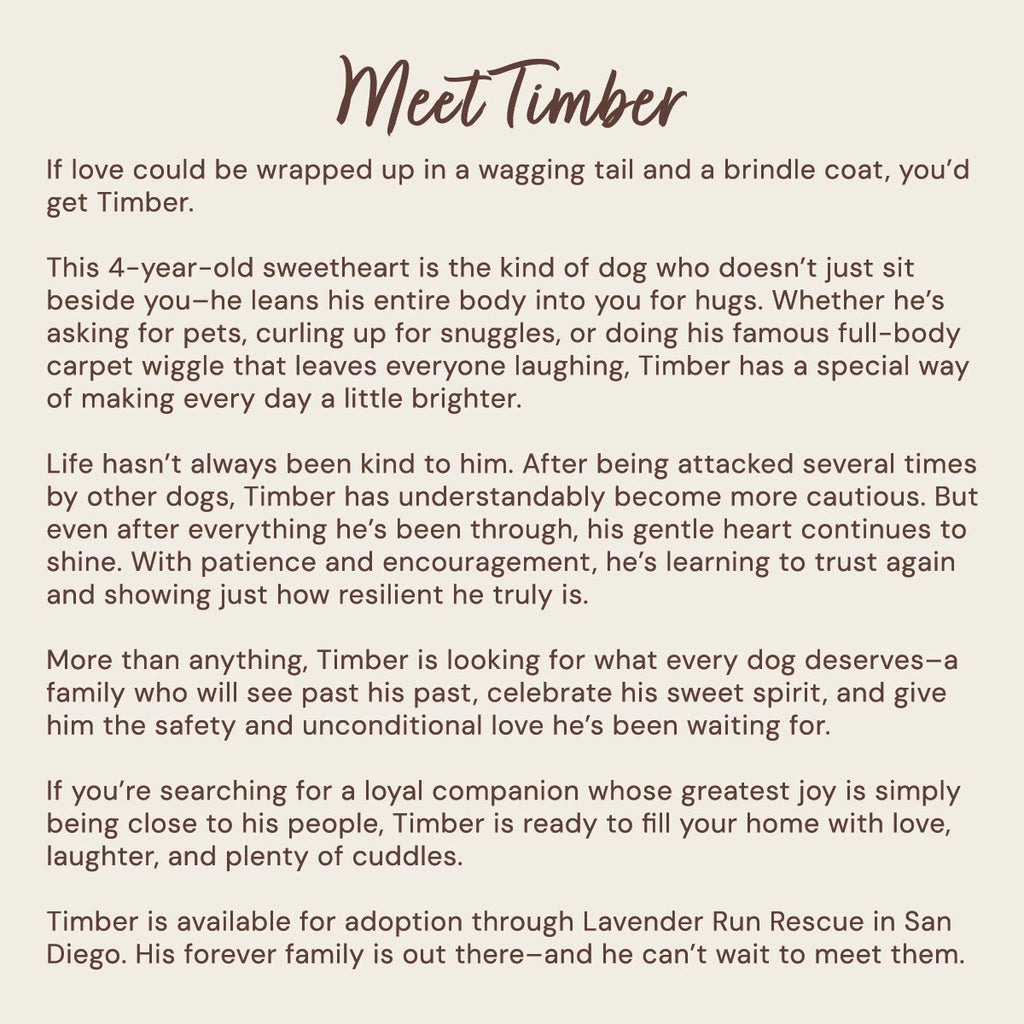 Timber – Pit Bull – AVAILABLE FOR ADOPTION