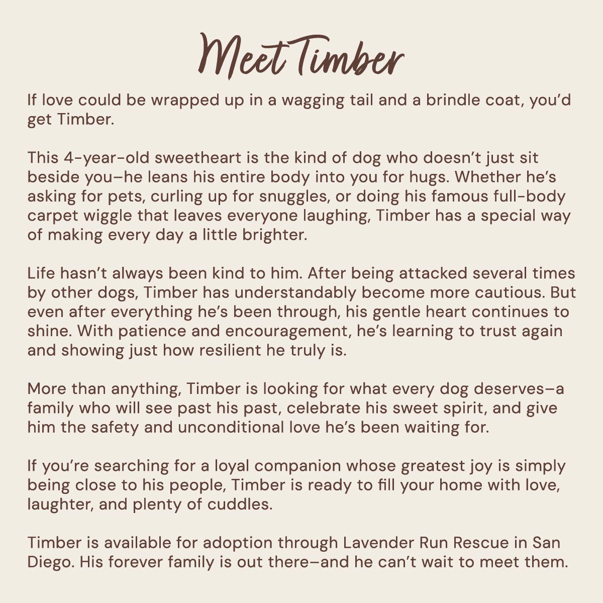 Timber – Pit Bull – AVAILABLE FOR ADOPTION