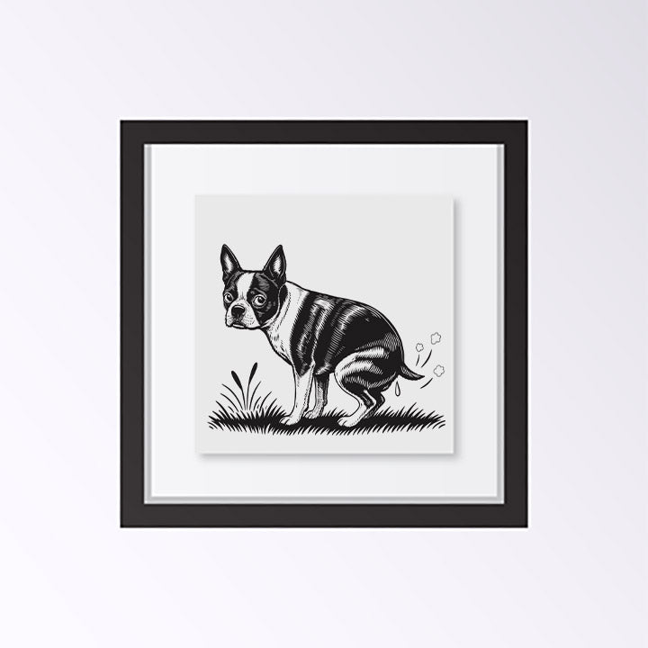 Boston Terrier dog pooping black and white art print in black frame