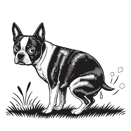 video showing the drawing of a black and white boston terrier pooping art print